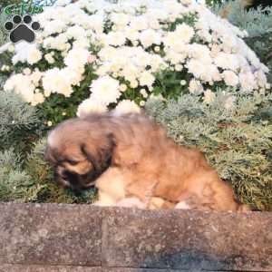 Bea, Lhasa Apso Puppy